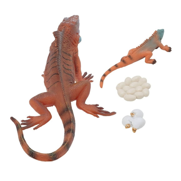 Iguana Life Cycle Model Set, Ornament Iguana Growth Cycle Model Odorless Vivid PVC Plastic for Early Education
