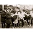 thumbnail image 2 of Boys judging prize heifers at 4 H Club Fair at Charleston, W. Va Poster Print (18 x 24), 2 of 4
