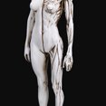 thumbnail image 2 of Human Anatomy Model Female Anatomy Figure Superficial Muscle Anatomy Model Lab Ornament Anatomical Reference for Artists, 2 of 6
