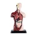 thumbnail image 1 of Human Body Model with 7 Removable Organ Models,Educational Organ Anatomy Model for Biological Scienc, 1 of 5