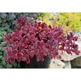 thumbnail image 5 of Better Homes and Gardens Outdoor Live Plant Sedum Stonecrop Sunsparkler Wildfire Red 1QT, Full Sun, 5 of 6