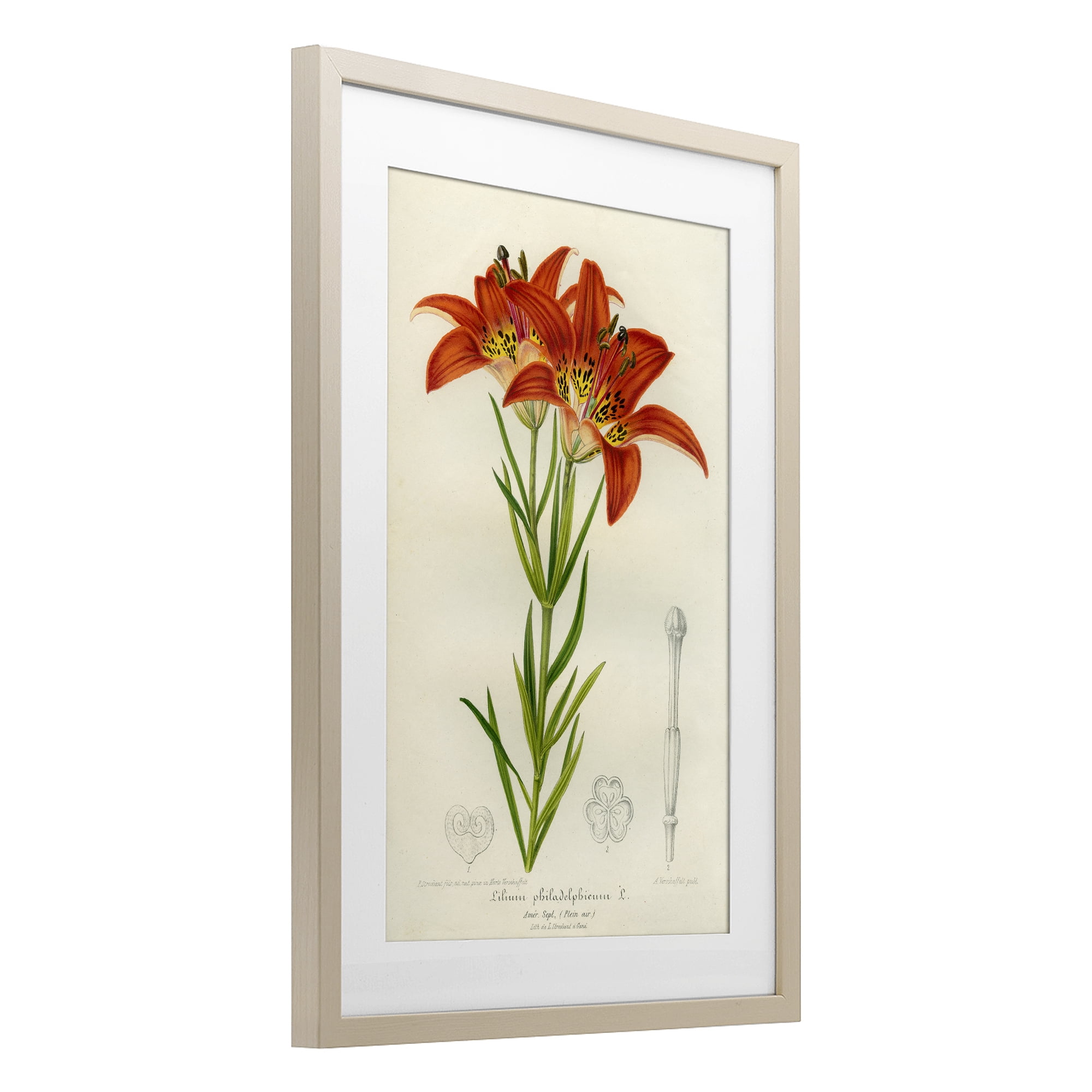 Stupell Industries Western Red Lily Birch Framed Print Under Glass, design by Print Collection