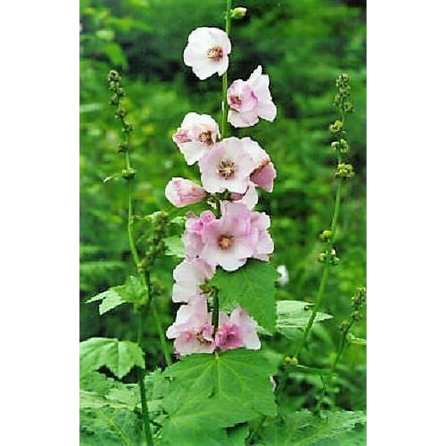 50 Pink MOUNTAIN HOLLYHOCK Kankakee Mallow Iliamna Rivularis aka Streambank / Wild / Globemallow Flower Seeds