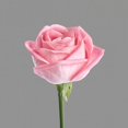 thumbnail image 2 of Allen, Kimberly 26x26 White Modern Wood Framed Museum Art Print Titled - Trust Rose 3, 2 of 4