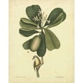 thumbnail image 2 of Catesby, Mark 15x18 Black Ornate Wood Framed with Double Matting Museum Art Print Titled - Catesby Bird and Botanical III, 2 of 4