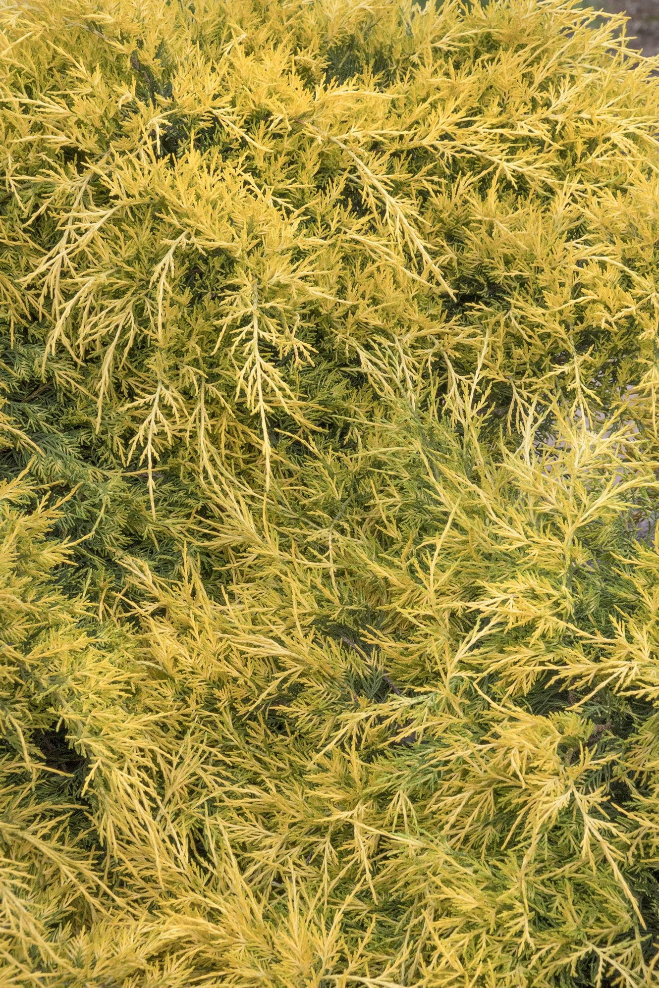 Gold Lace Juniper - 3 Live Plants - Juniperus Chinensis - Evergreen Groundcover