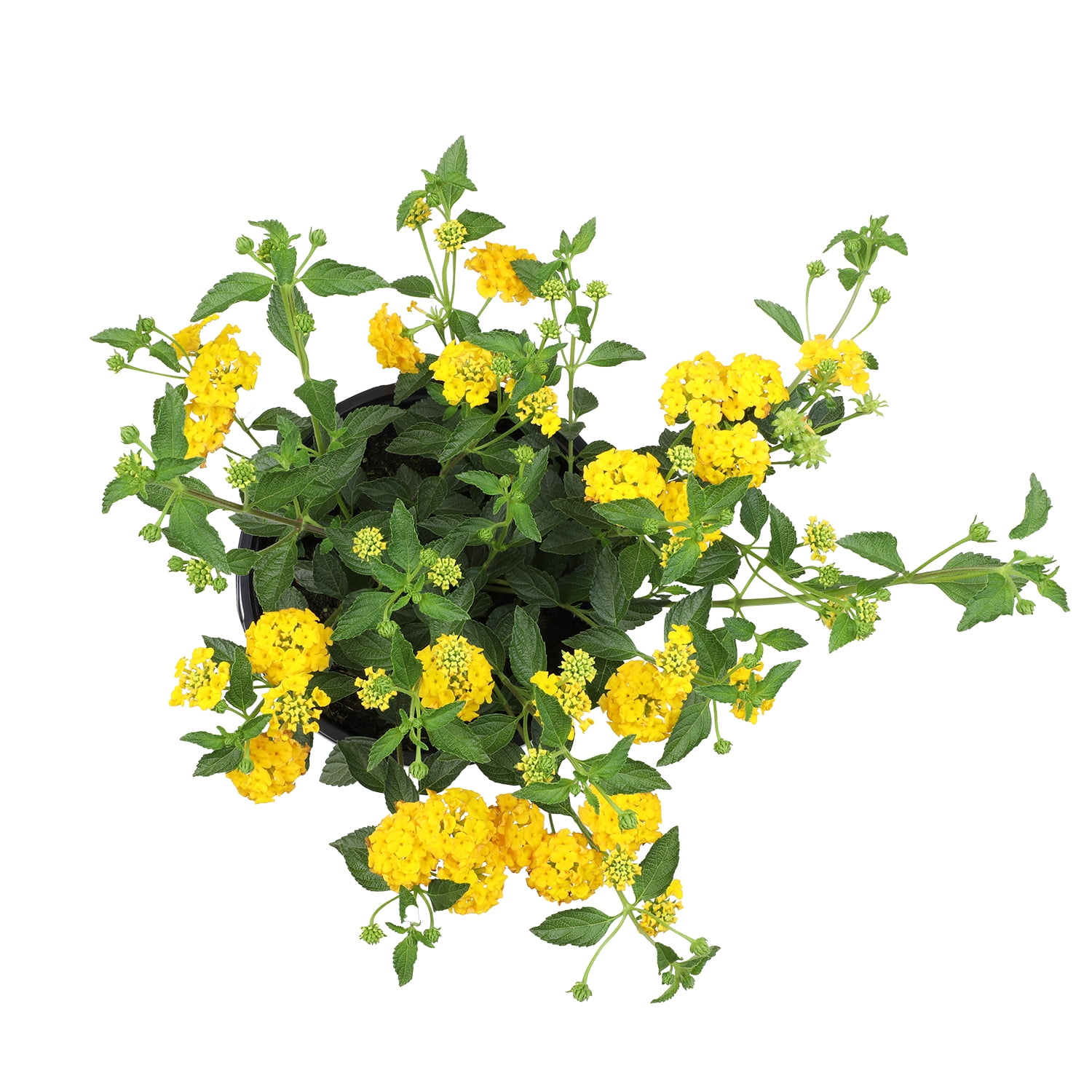 Expert Gardener Gold Lantana Live Plant, 2.5 QT Grow Pot, Direct Sun, Flowering Plant