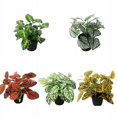 thumbnail image 3 of Pequeña simulación de plantas verdes, maceta para decoración de ventanas del hogar, adornos, maceta, simulación de flores, plantas suculentas, flores falsas (hojas manchadas (blanco)) JM JM, 3 of 3