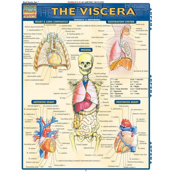 Viscera (Other)