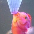 thumbnail image 5 of Mangeoire à Poisson d'Aquarium Conique Entonnoir à vers Rouges Entonnoir pour Nourriture de Poisson; Outil de Tasse d'Alimentation pour Nourriture de Poisson Mangeoire d'Aquarium Ventouse, 5 of 5