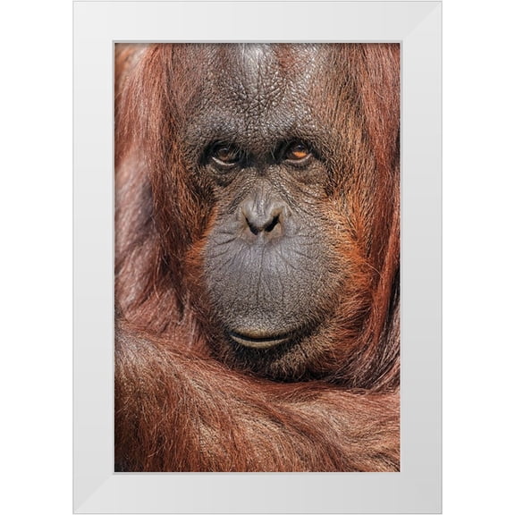 Jones, Adam 11x14 White Modern Wood Framed Museum Art Print Titled - Orangutan-Pongo-native to Borneo and Sumatra