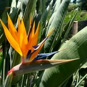 Orange Bird of Paradise Seeds, Crane Flower Seeds, Bird of Paradise Seeds, Isigude Seeds - 10 Seeds (Strelitzia reginae) - Pack of 10 Rare and Viable Seeds - QO Seeds