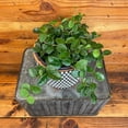 thumbnail image 2 of Hoya Mathilde, 6" Plant, The Plant Farm, 2 of 3