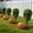 B, variant on Halloween Topiary Tree, Artificial Boxwood Halloween Skeleton Topiary Tree, Indoor Outdoor Shaped Artificial Plant Decor for Halloween Indoor Outdoor Memorial Day Centerpiece