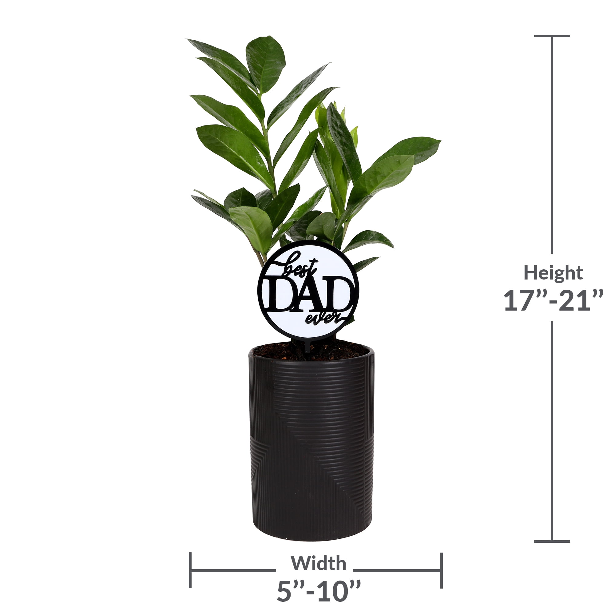 Green Circle Growers 5in ZZ Plant in Ceramic Pot – Low Maintenance Indoor Plant - Best Dad Ever Pick
