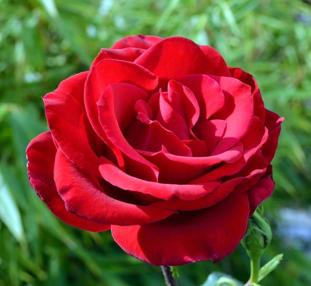 Parade Santa Miniature Rose Bush Fragrant/Hardy 2.5" Pot Walmart