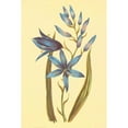 thumbnail image 3 of PI Collection 17x24 Black Modern Framed Museum Art Print Titled - Camass and Wild Hyacinth, 3 of 5