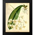 thumbnail image 2 of Curtis, William 15x17 Black Modern Framed Museum Art Print Titled - Orchid, Phalaenopsis Stuartiana, 2 of 5