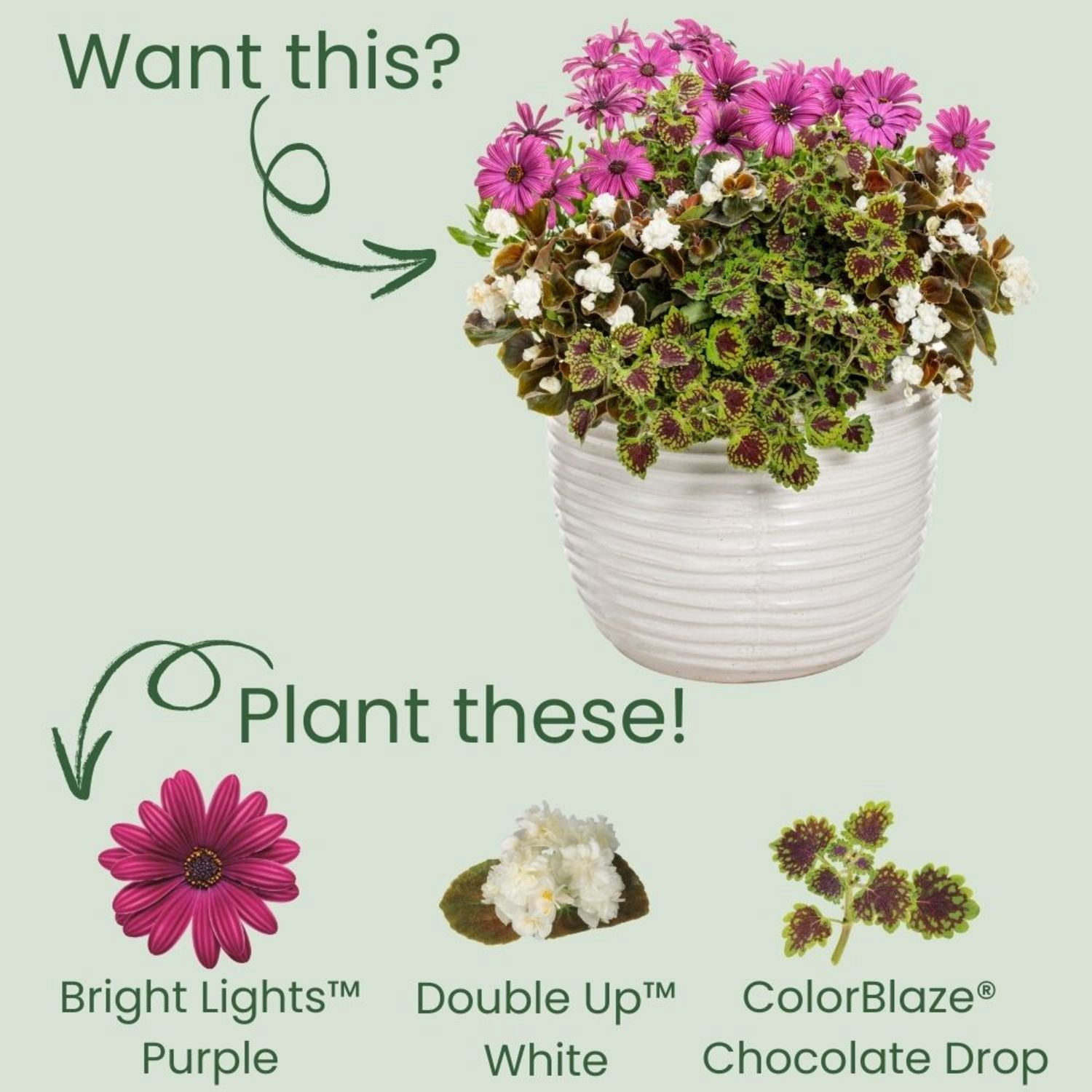 Proven Winners 4" Bright Lights Purple African Daisy Live Plant in 4.25" Pot (4 Count)