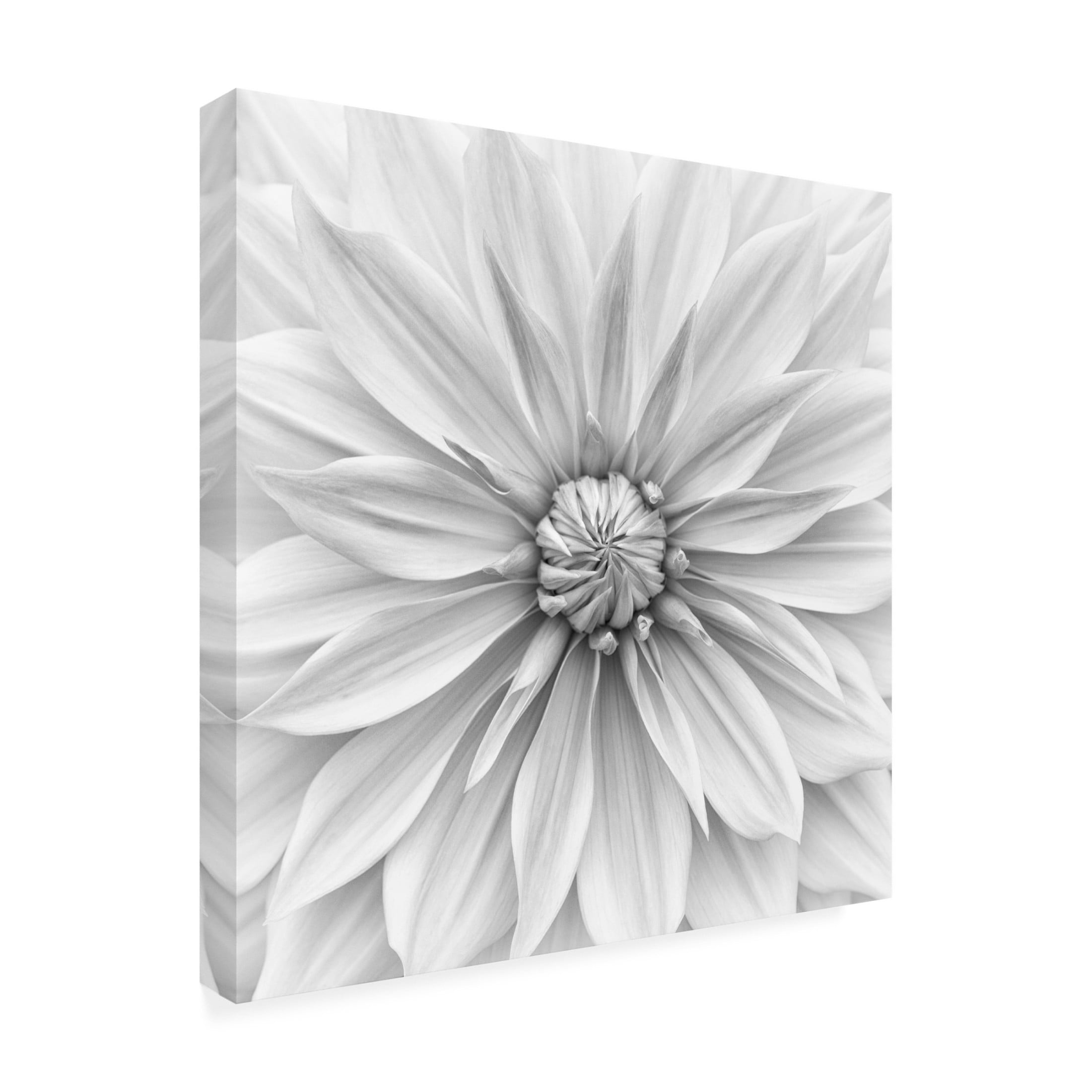 Canvas Wall Art - Lotte Gronkjar 'Hamari Gold In Monochrome' Wall Art for Living Room, Bedroom, or Office D?cor by Trademark Fine Art - 14 x 14 Inches