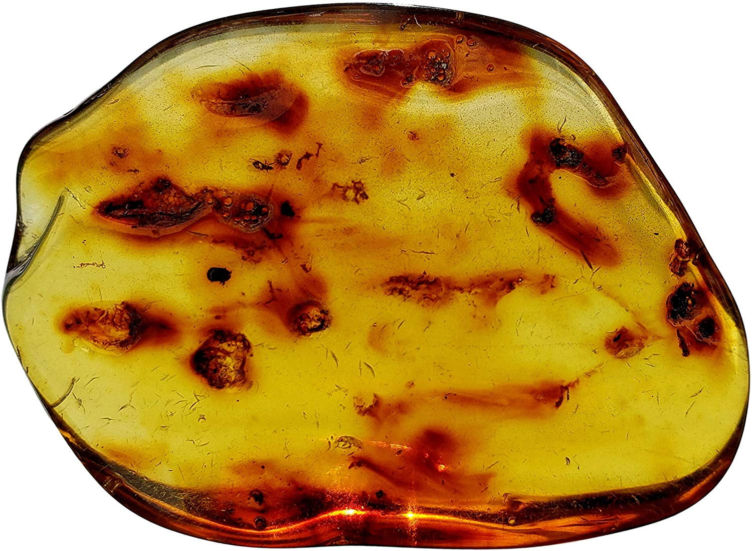 Genuine Amber Fossil Specimen Multiple Insect Inclusions Naturally