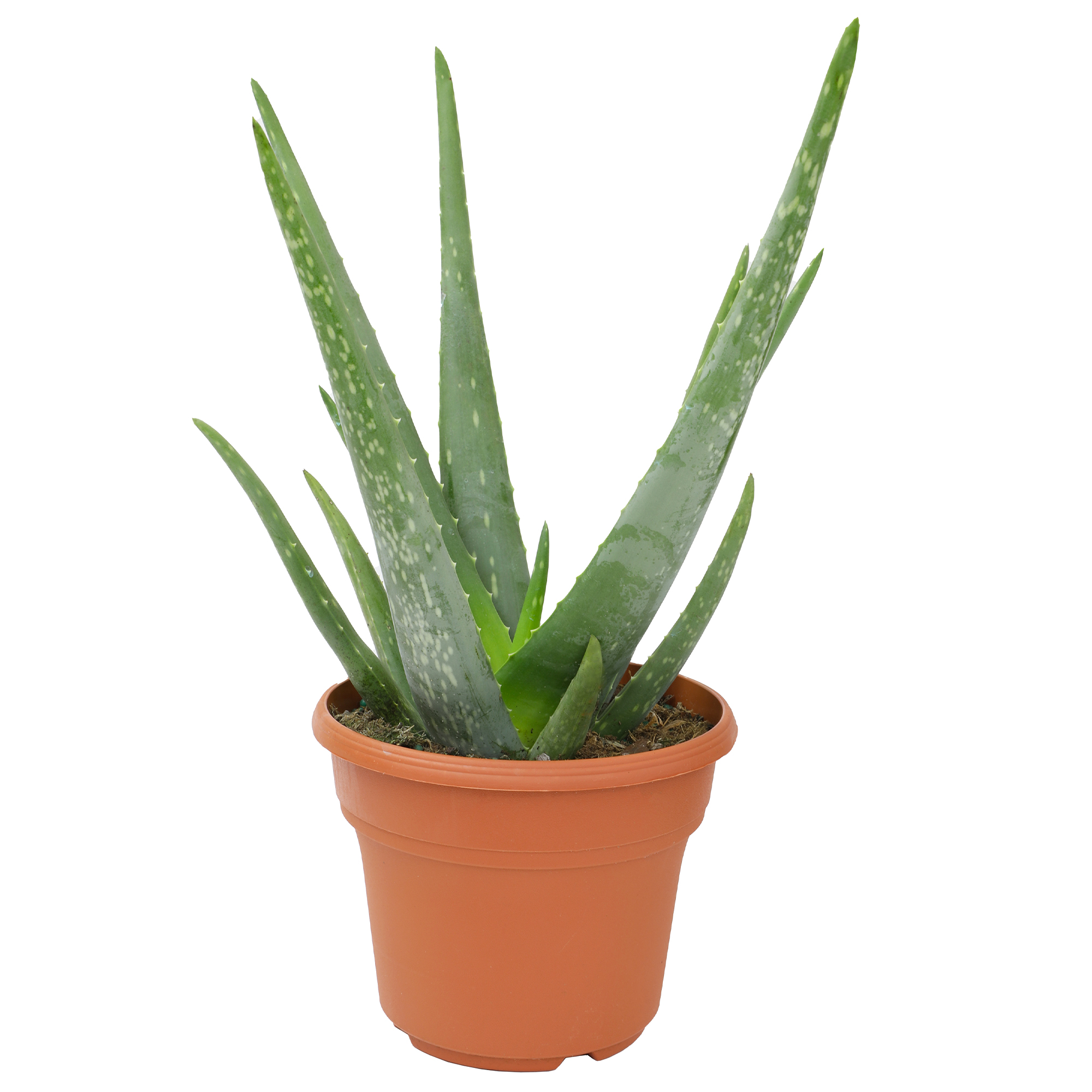 Altman Plants 15" Live Aloe Vera Plant in 6" Decor Planter, Easy Care Real Succulent Gift