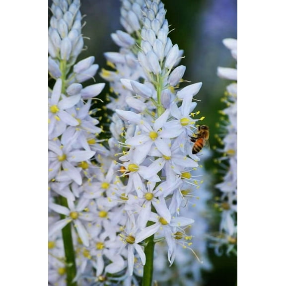 Wild Hyacinth Seeds for Planting (50 Seeds) - Camassia scilloides