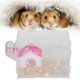 thumbnail image 5 of Jaula Para Hámster Suministros Para Hámster Casa De Una Sola Capa De Acrílico Transparente Para Hámster Para Acuario De Pecera ANGGREK Otros, 5 of 8