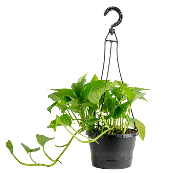 Expert Gardener 12" Green Pothos House Plant in 6" Hanging Basket