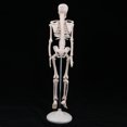thumbnail image 3 of Modelo de Cuerpo Sunnimix 45 cm Estatua de Esqueleto del Cuerpo Humano, 3 of 8