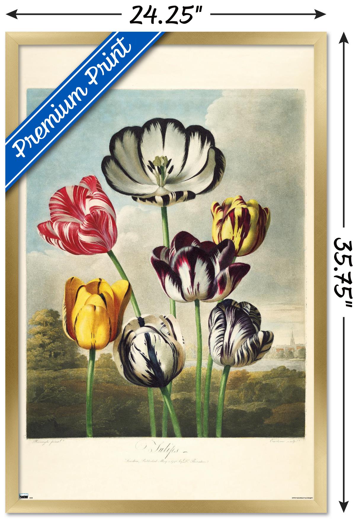 Tulips from the The Temple of Flora Wall Poster, 22.375" x 34" Framed