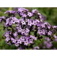 thumbnail image 3 of 50 Blue MARINE HELIOTROPE Heliotropium Arborescens Flower Seeds, 3 of 6