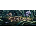 thumbnail image 2 of Goebel, Wilhelm 24x13 White Modern Wood Framed Museum Art Print Titled - Mothers Day - Mallard, 2 of 4