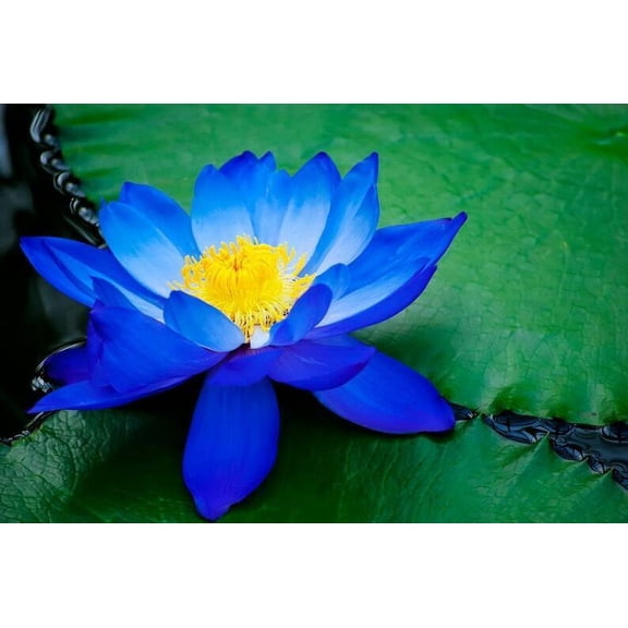 5 Bright Blue Lotus Seeds
