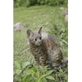 thumbnail image 1 of Garden Decor Animal Statue Sitting Bengal Cat, 1 of 1