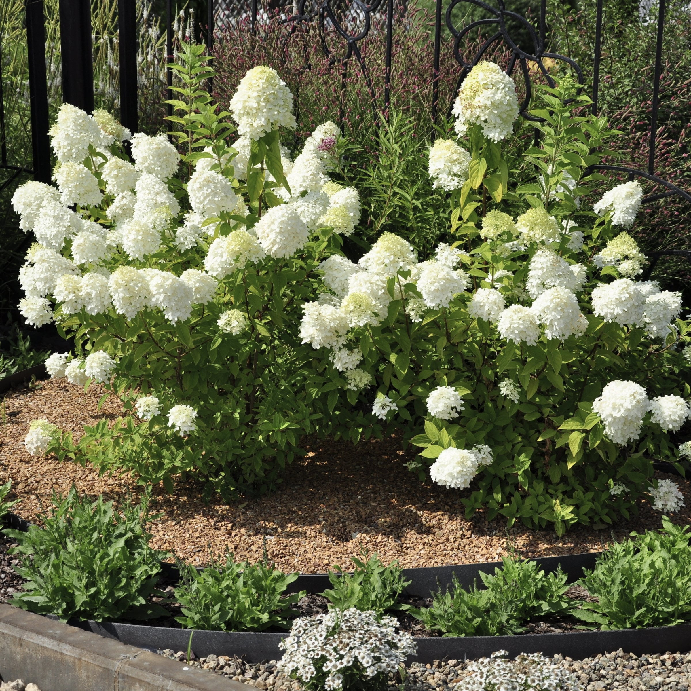 2 gal Live Shrub Hydrangea 'Little Hottie'