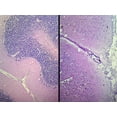 thumbnail image 5 of Biology and General Mammal Histology Microscope Slide Set – 19 Slides by Go Science Crazy, 5 of 7