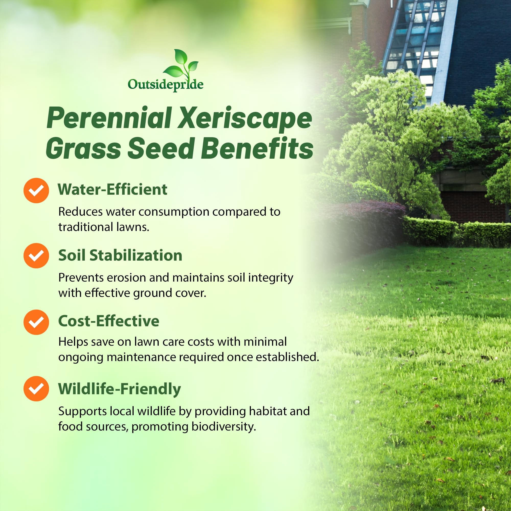 Xeriscape Grass Seed Mixture of Drought Tolerant Native Grasses - 1 LB