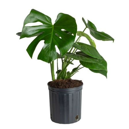Costa Farms 24-38" Tall Monstera Deliciosa, Bright Indirect Sunlight, Indoor Live House Plants