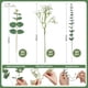thumbnail image 3 of Flores artificiales Serwalin, tallos de eucalipto, 200 unidades, 3 of 9