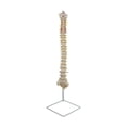 thumbnail image 3 of Vertebral Modelo Detallado de La Vertebral 88 Cm, Modelo de Enseñanza de Tamaño Real de Anatomía con Modelo de Esqueleto Base para shamjiam modelos de columna, 3 of 8