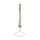 thumbnail image 3 of Modelo detallado de la vertebral vertebral Modelo de esqueleto de 35 ", con base Anatomía Tamaño real, Modelo de enseñanza para Cola modelos de columna, 3 of 8