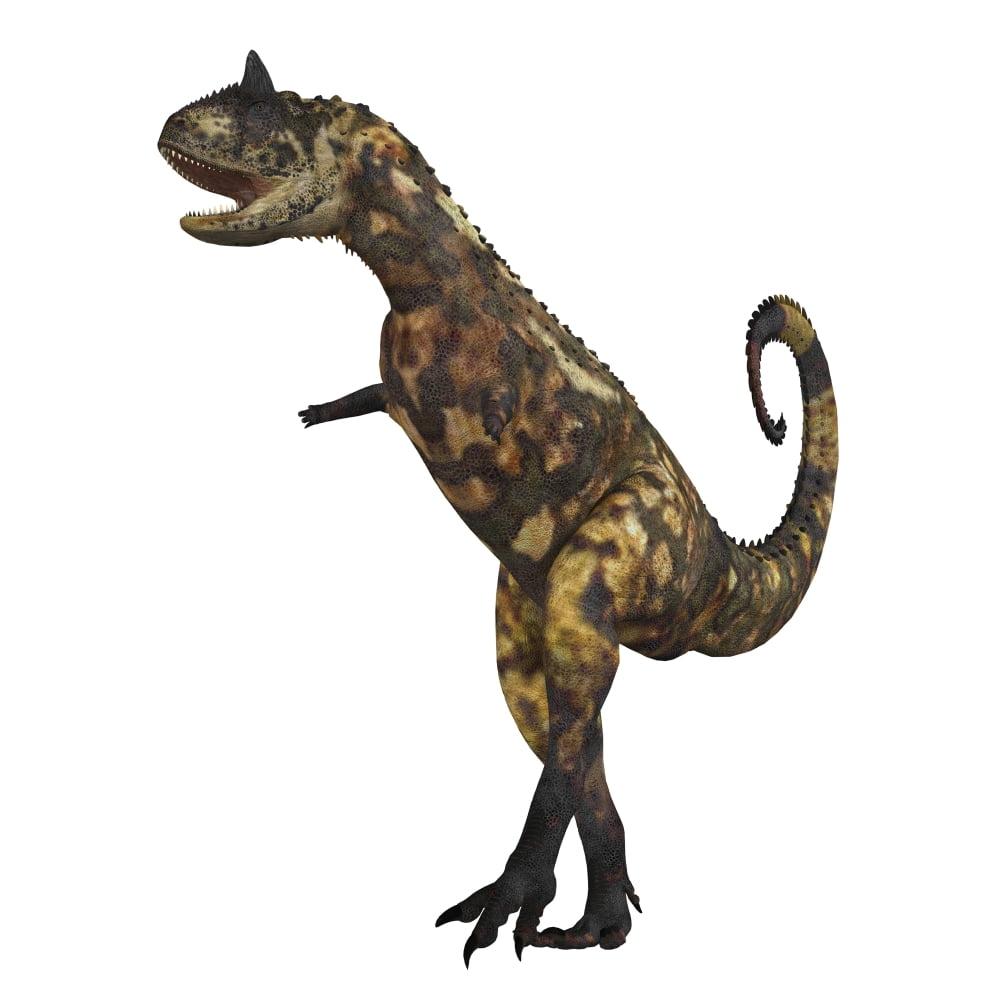The Carnotaurus dinosaur was a large carnivore in the Cretaceous Period of Earths history Its