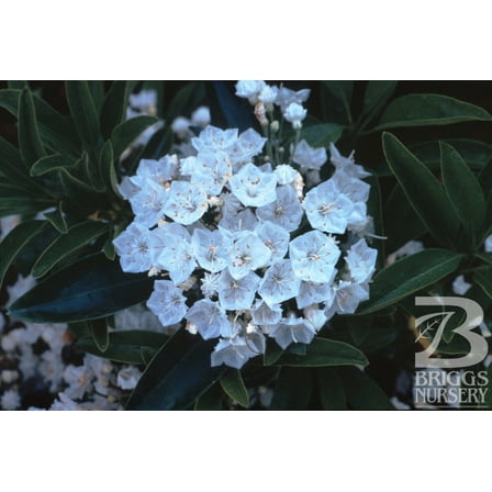 Snowdrift Mountain Laurel-Kalmia latifolia-Evergreen Shrub with White Flowers  3 Gallon