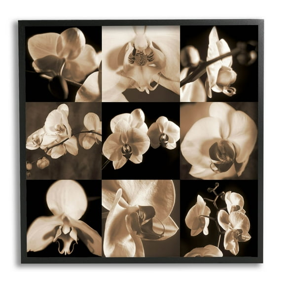 Sepia Orchid Varied Photography Botanical & Floral Photograph Black Framed Art Print Wall Art