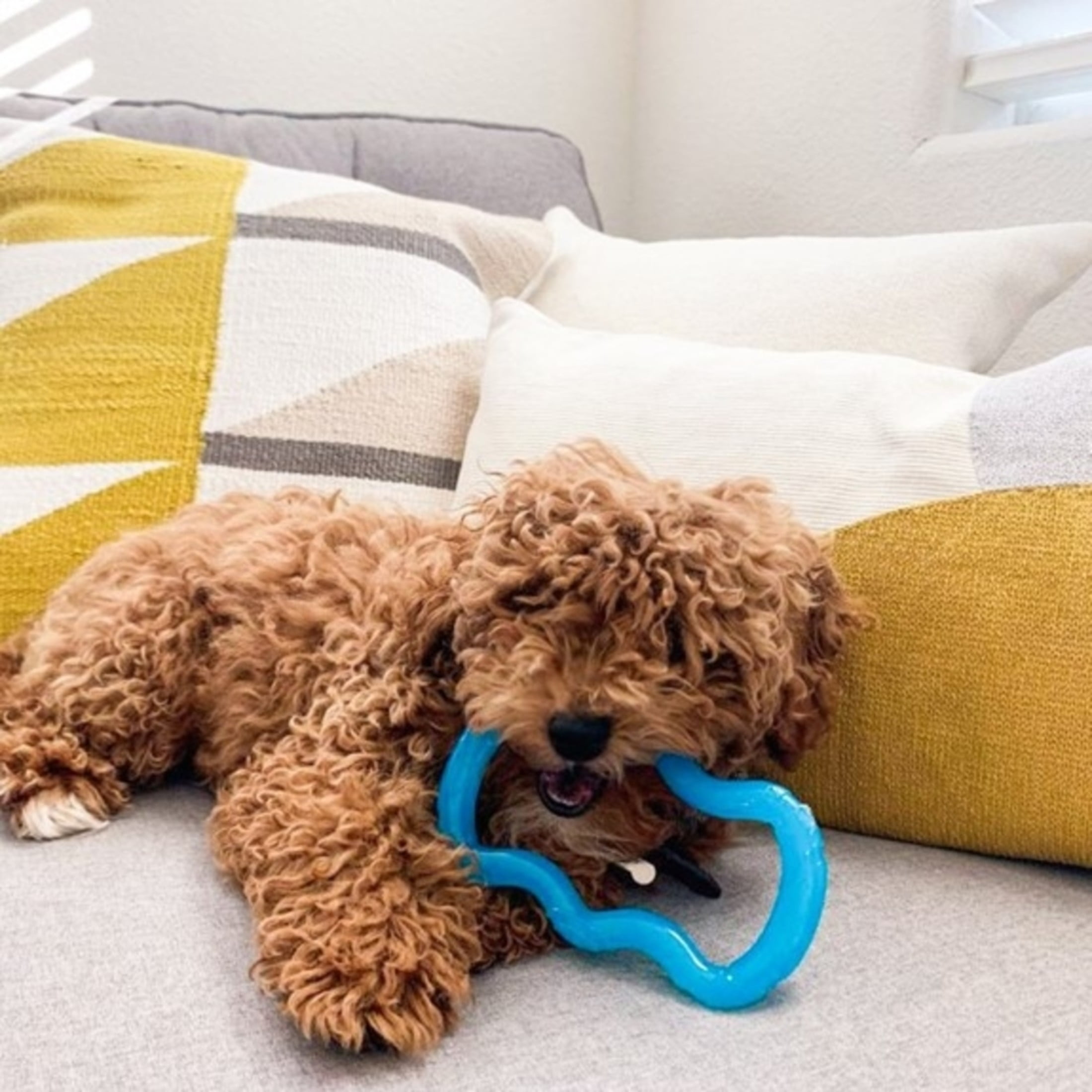 Nylabone Puppy Chew Toy Small Breed Ring Teether for Puppies Up to 15 lbs 1 Count Walmart