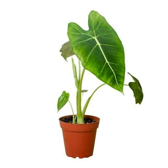 House Plant Dropship 6-ALOCASIA-FRYDEK 6 in. Alocasia Micholitziana Frydek Pot