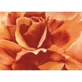 thumbnail image 3 of Poelstra-Holzhaus, Yvonne 18x14 Black Modern Framed Museum Art Print Titled - Full in bloom II, 3 of 5
