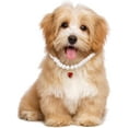 thumbnail image 5 of XiaoEn 2pcs Cat Dog Pearl Collar, Small Heart Shape Rhinestone Pet Necklace, Adjustable Wedding Party Pet Jewelry Accessories for Puppy Small Cats-kitten, 5 of 7