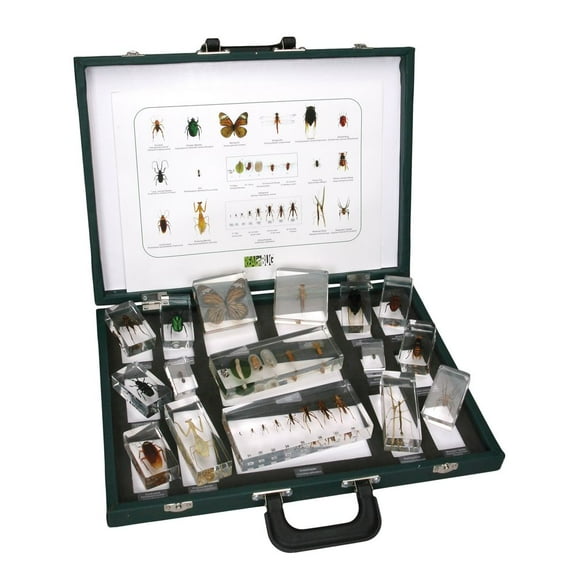 Insect Collection Set 1, Plastomount Mounted